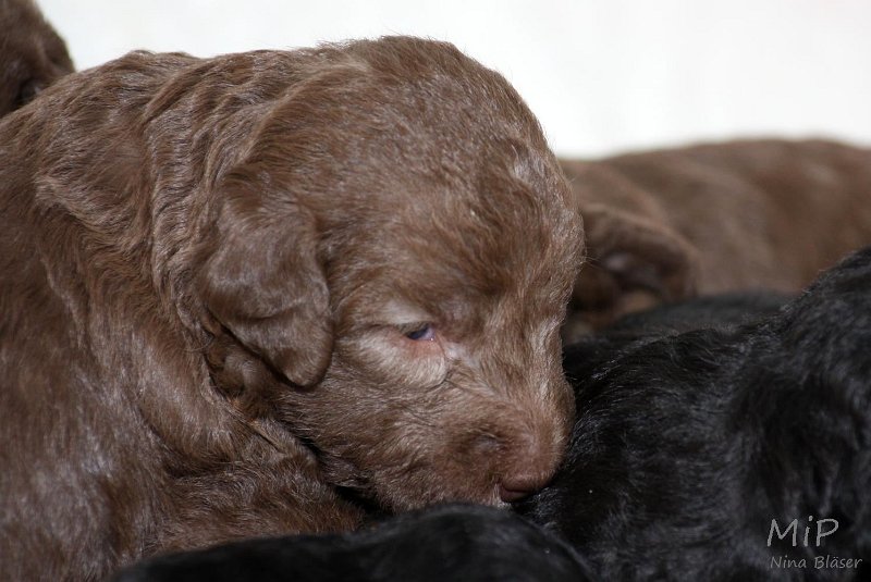 2011-05-15 Puppies Candy & Svet (47).jpg